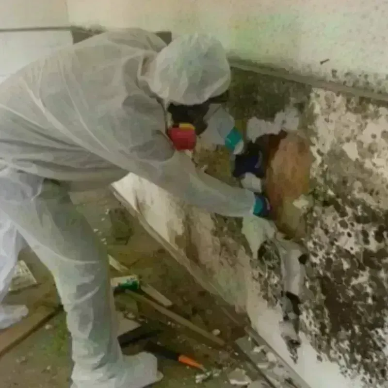 Mold Remediation and Removal in Muenster, TX